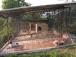Allevamento Epagneul Breton del Lorenzotto