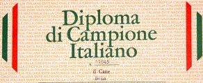 Breeding of the Lorenzotto - Diploma of Italian champion Epagnel Breton