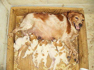 Epagneul Breton - the litters