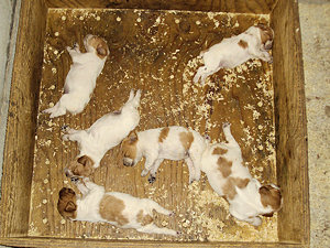 Epagneul Breton - the litters