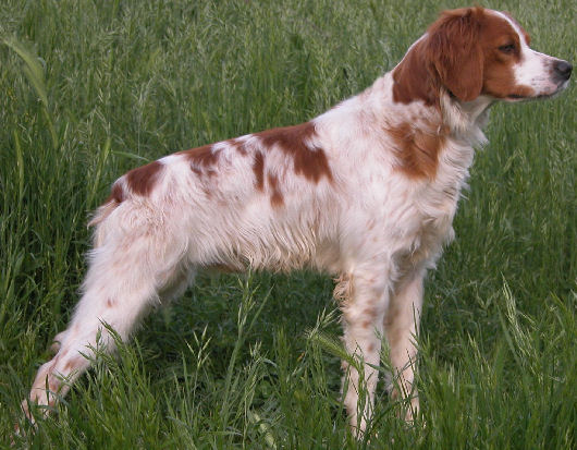 Epagneul Breton - Foloumi del Lorenzotto