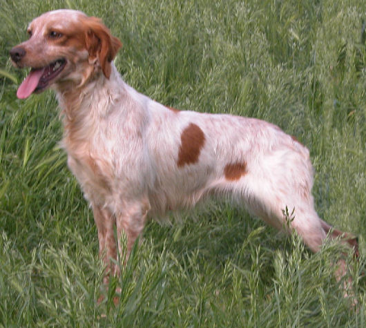 Epagneul Breton - Udine du Ruisseau des Blaquieres