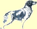 Allevamento Epagneul Breton del Lorenzotto